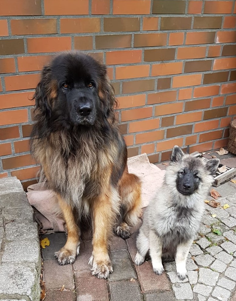 Hunde aus meiner Zucht